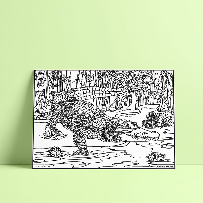 Coloriage velours Alligator